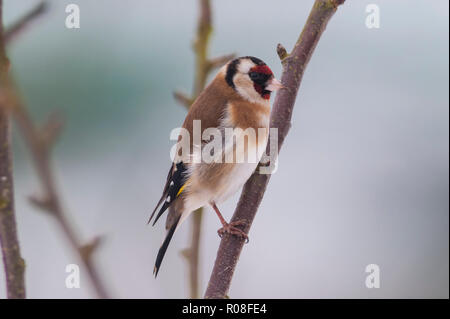 Un Cardellino (Carduelis carduelis) in condizioni di congelamento in un giardino di Norfolk Foto Stock