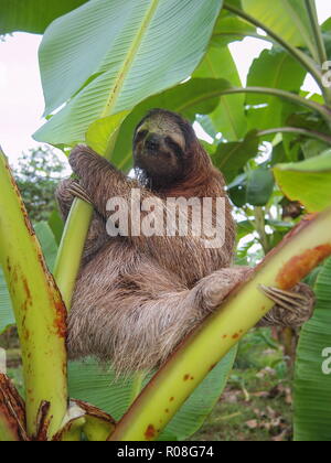 A tre dita bradipo Bradypus variegatus su un albero di banana, Costa Rica, America Centrale Foto Stock