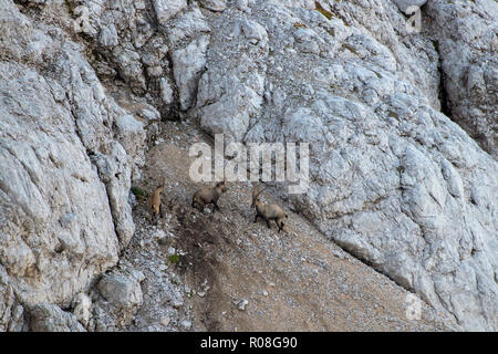 Due stambecchi combattere su un terreno rought Foto Stock