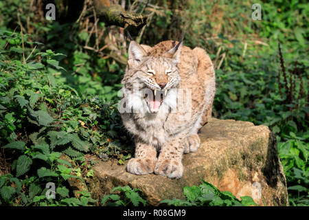 Lince euroasiatica, anche lince europea o lince siberiana, gatto selvatico seduta, sbadigli, in cattività Foto Stock