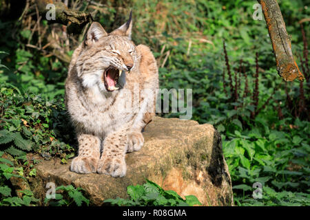 Lince euroasiatica, anche lince europea o lince siberiana, gatto selvatico seduta, sbadigli, in cattività Foto Stock