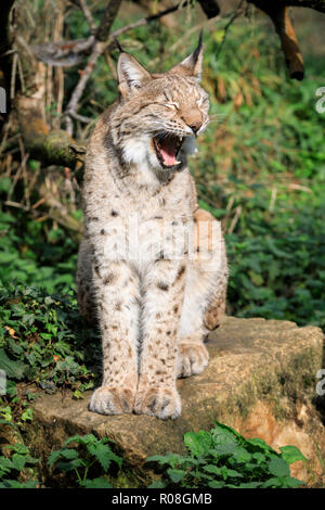 Lince euroasiatica, anche lince europea o lince siberiana, gatto selvatico seduta, sbadigli, in cattività Foto Stock