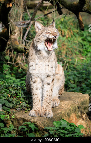 Lince euroasiatica, anche lince europea o lince siberiana, gatto selvatico seduta, sbadigli, in cattività Foto Stock