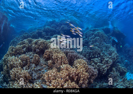 Subacquei esplorare montuoso Coral reef formazioni in Mar Rosso. Foto Stock