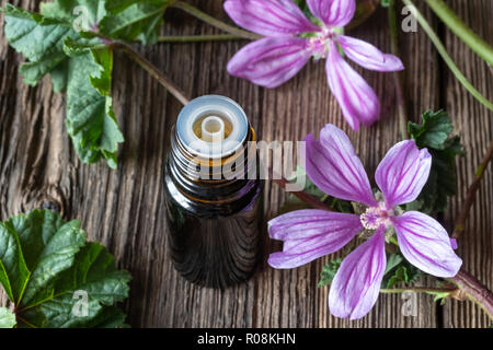 Una bottiglia di malva olio essenziale con fresco blooming malva sylvestris impianto Foto Stock