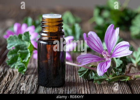 Una bottiglia di malva olio essenziale con fresco blooming malva sylvestris impianto Foto Stock