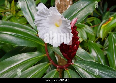 Cheilocostus speciosus, o crepe di zenzero, è una specie di piante fiorite in genere Cheilocostus. Foto Stock