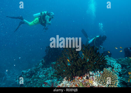 Tubastraea Micranthus mezzanotte Coral Maldive Foto Stock