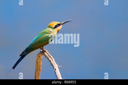 Rainbow Bee eater appollaiato su un ramo con un cielo blu di sfondo e spazio di copia Foto Stock