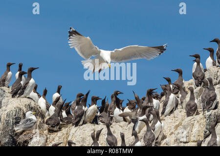 Seagull a caccia di cibo Foto Stock