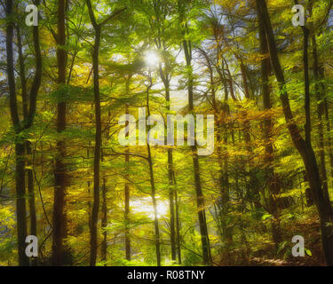 DE - Baviera: Kalvarienberg autunnali foresta a Bad Toelz (HDR-tecnica) Foto Stock