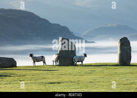 Castlerigg Stones in piedi all'alba con pecore e nebbia, il Lake District National Park, Cumbria, Inghilterra, Regno Unito. Foto Stock