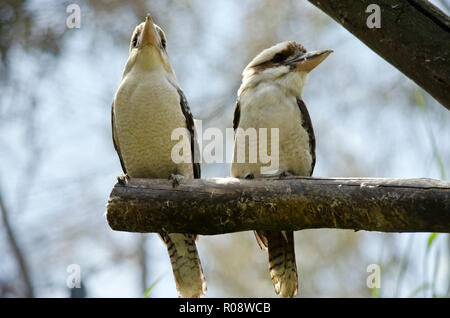 I due ridevano kookaburra seduto su un ramo Foto Stock