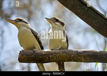 I due kookaburra seduto su un ramo Foto Stock