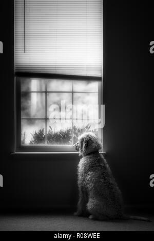 Un cane vigile guardando fuori della finestra in attesa di qualcosa o qualcuno. Foto Stock