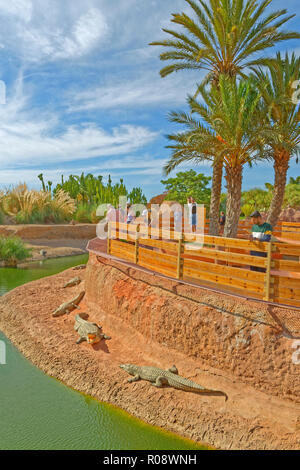 Contenitori di coccodrillo al Croco Park, Agadir, Souss-Massa provincia meridionale del Marocco, Africa occidentale. Foto Stock