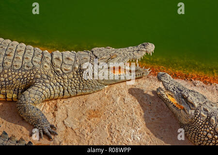 Coccodrilli del Nilo. Crocodylus niloticus. Foto Stock