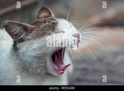 Close up di un gatto che sbadiglia Foto Stock