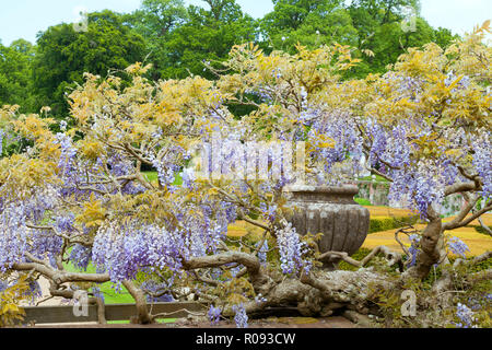 Viola profumati fiori di glicine appesi ai rami attorno pietra ornamentale pot, in un giardino inglese . Foto Stock