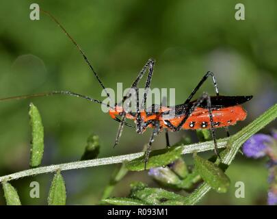 Milkweed Assassin bug sono insetti predatori, spesso in agguato sulla vegetazione e fissare gli insetti che si avvicinano troppo. Foto Stock