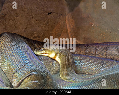 Closeup Macklot's o Python Python freckled nella grotta Foto Stock