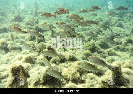 Da piccole a medie dimensioni Mangrove Snapper (Lutjanus griseus) scuola insieme nei pressi di un laghetto di acqua dolce primavera in Florida's Crystal River. Foto Stock