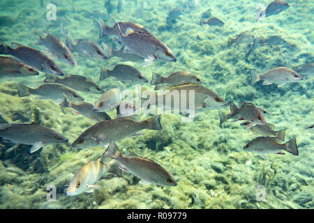 Da piccole a medie dimensioni Mangrove Snapper (Lutjanus griseus) scuola insieme nei pressi di un laghetto di acqua dolce primavera in Florida's Crystal River. Foto Stock