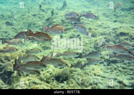 Da piccole a medie dimensioni Mangrove Snapper (Lutjanus griseus) scuola insieme nei pressi di un laghetto di acqua dolce primavera in Florida's Crystal River. Foto Stock