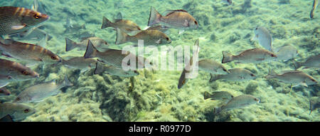 Da piccole a medie dimensioni Mangrove Snapper (Lutjanus griseus) scuola insieme nei pressi di un laghetto di acqua dolce primavera in Florida's Crystal River. Foto Stock