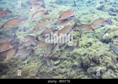 Da piccole a medie dimensioni Mangrove Snapper (Lutjanus griseus) scuola insieme nei pressi di un laghetto di acqua dolce primavera in Florida's Crystal River. Foto Stock