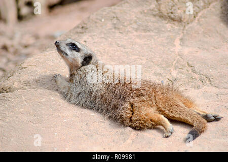 Meerkat prendere il sole Foto Stock