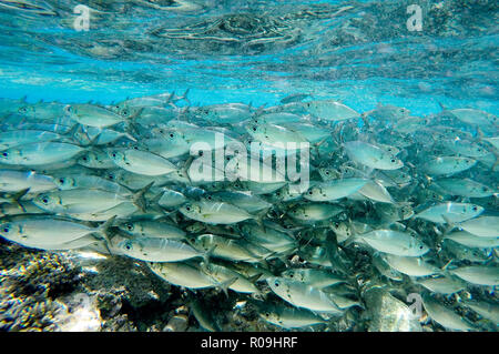 Alofi. 1 Nov, 2018. Foto scattata il 9 novembre 1, 2018 mostra il pesce in acqua poco profonda in Niue. Niue, di cui all 'rock', è una delle più grandi isole coralline del pianeta con scogliere a picco sul mare, grotte interessanti e baratri che brulicano di vita marina. I visitatori possono godersi snorkelling, immersioni e whale watching trips. Credito: Guo Lei/Xinhua/Alamy Live News Foto Stock