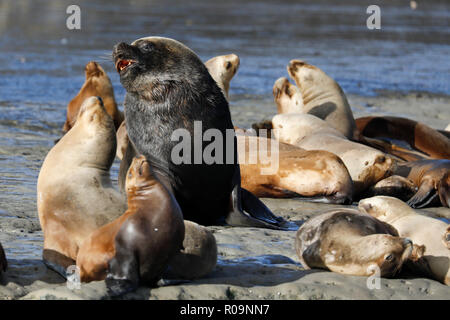 Balene Australi, Penisola di Valdes, Argentina. 2° Nov, 2018.Leoni di Mare Crogiolatevi nel Golfo Nuevo, parto vivaio della Balena Franca Australe (Eubalaena australis), al largo della Penisola di Valdes in Argentina, venerdì 2 novembre, 2018. Le Balene Australi venite alla baia di calve) e dare alla luce il loro giovane. Patrimonio UNESCO è la sede della più grande concentrazione di questa specie di balene durante il nasello di Patagonia inverno e primavera mesi prima del loro viaggio a sud in Antartide. Fotografia : credito: Luca MacGregor/Alamy Live News Foto Stock