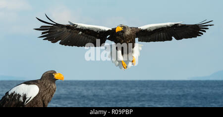 Adulto Steller il mare in volo. Nome scientifico: Haliaeetus pelagicus. Cielo blu e Sfondo oceano. Foto Stock