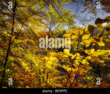 DE - Baviera: Foresta scena sopra fiume Isar a Bad Toelz (HDR-immagine) Foto Stock