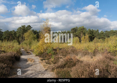 Paesaggio di brughiera a Chatley Heath nel Surrey, Regno Unito Foto Stock