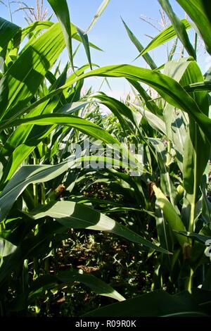 Tall raccolti di granoturco fioritura in un campo durante l'estate Foto Stock