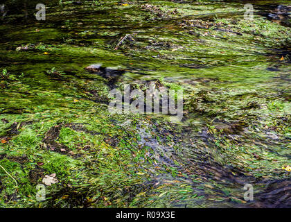 Acqua che fluisce oltre il fiume weed Bradford Bodmin Moor Cornovaglia Foto Stock