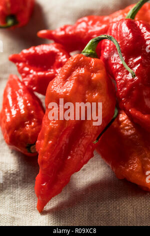 Materie organiche Bhut piccanti Jolokia Ghost peperoni pronto per cucinare Foto Stock
