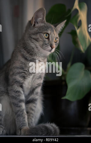 Giovani gatto grigio seduto sulla finestra bianca bordo con impianto in background Foto Stock