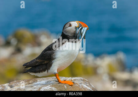 Puffini, Atlantic puffini, nome scientifico: Fratercula arctica con un becco pieno di cicerelli. Arroccato su un lichene rock coperto sul farne Islands Foto Stock