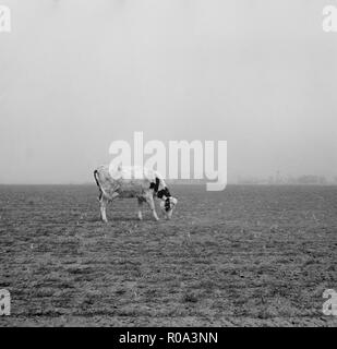 Mucca cercando di pascolare su pascolo spazzate dal vento della fattoria, Ford County, Kansas, Stati Uniti d'America, Arthur Rothstein, Farm Security Administration, Marzo 1936 Foto Stock