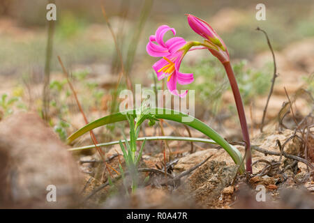 Rodhophiala Laeta, noto anche in Cile come añañuca rosa. È endemico del bordo costiere del paese ed è una specie difficile da trovare Foto Stock