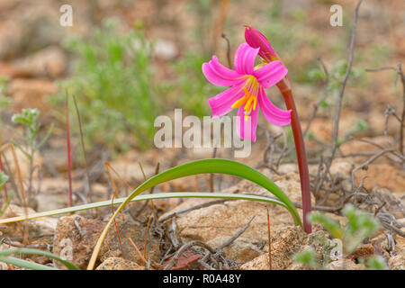 Rodhophiala Laeta, noto anche in Cile come añañuca rosa. È endemico del bordo costiere del paese ed è una specie difficile da trovare Foto Stock