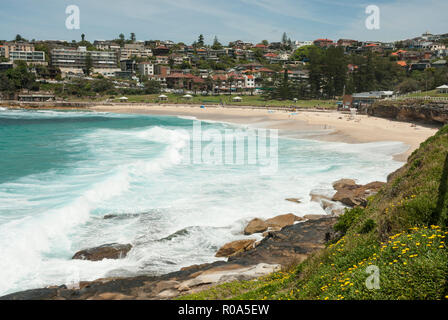 Vista lungo la foreshore di Bronte Beach, Sydney, Australia, con fiori di primavera in primo piano e il mare turchese e la spiaggia di sabbia fine e dorata dietro. Foto Stock