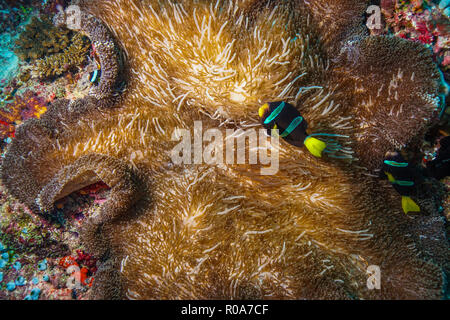 Sticodactila Mertensii tappeto corallo Anemone Maldive Foto Stock