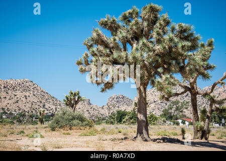 Giant Joshua Tree in Pioneertown, California Foto Stock