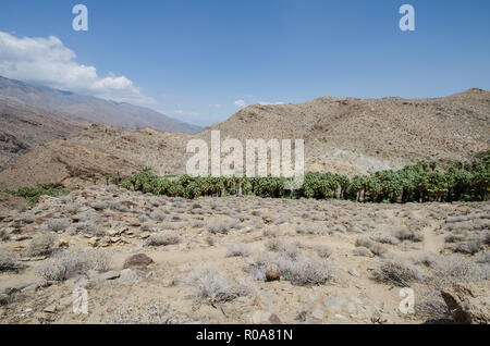 Un oasi di palme a distanza in Indian Canyon area di Palm Springs, in Riverside County, California Foto Stock