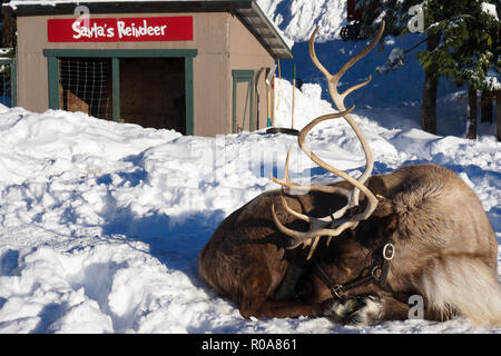 Renne (Rangifer tarandus) dormire a neve, Canada Foto Stock