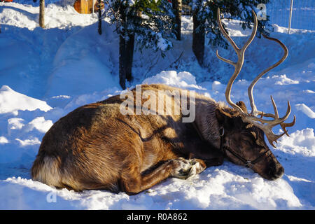 Renne (Rangifer tarandus) dormire a neve, Canada Foto Stock